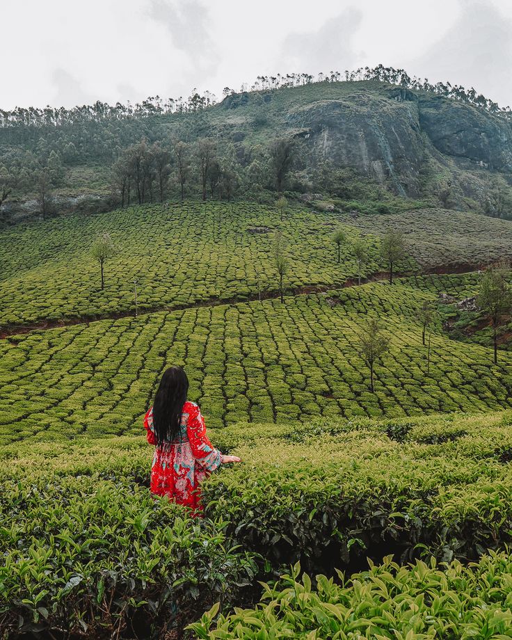 TEA PLANTATIONS IN MUNNAR_ 9+ ESSENTIAL TIPS FOR YOUR VISIT – Third Eye Traveller • Solo Female Trav (1)