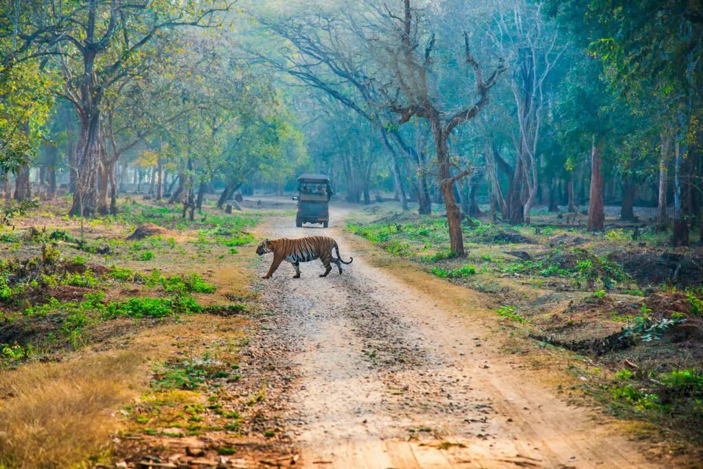 bengal-tiger-walking-in-Nagarhole-National-Park