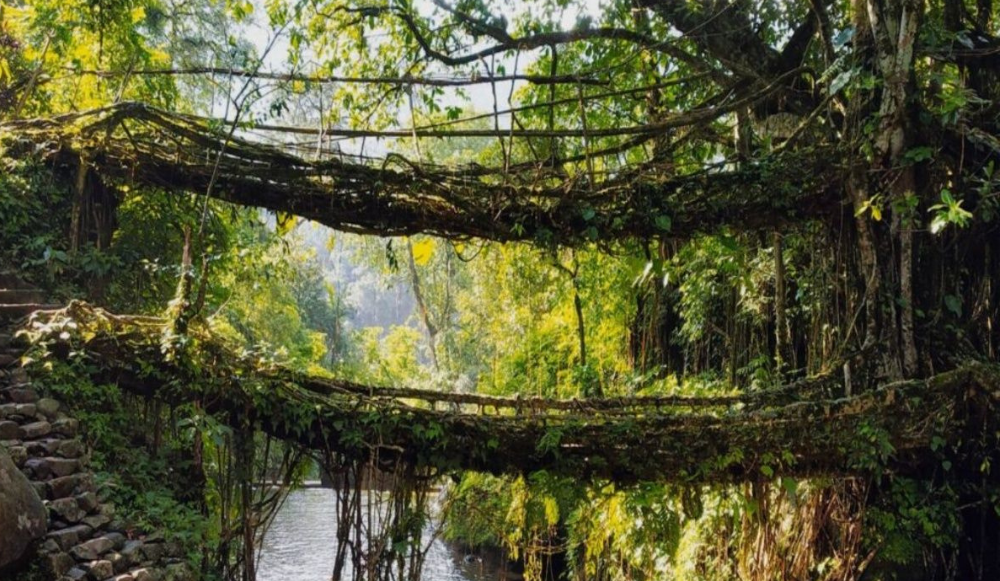 Living Root Bridge