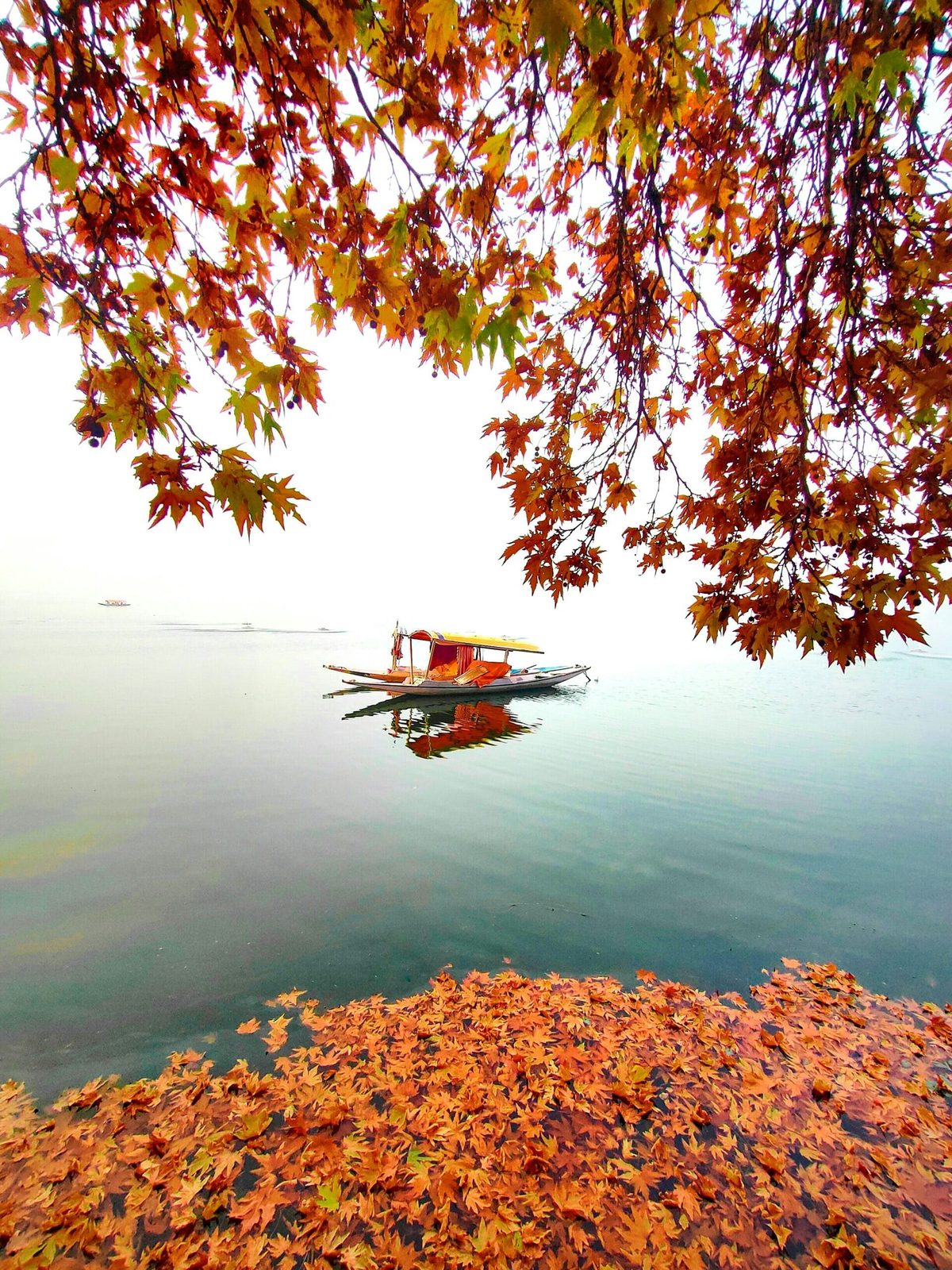 Kashmir