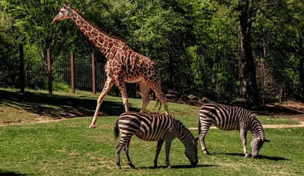 Mysore Zoo