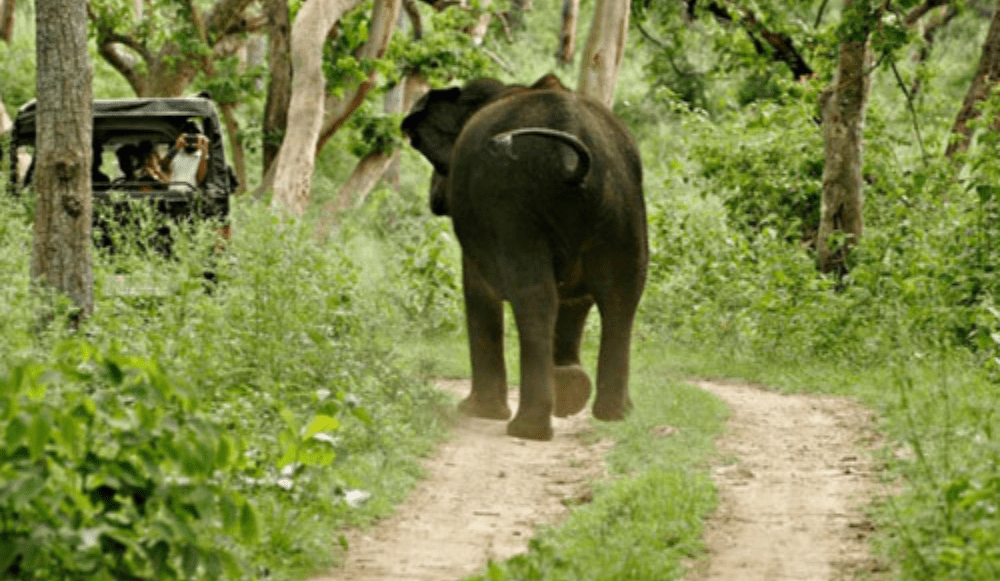 Bandipur National Park