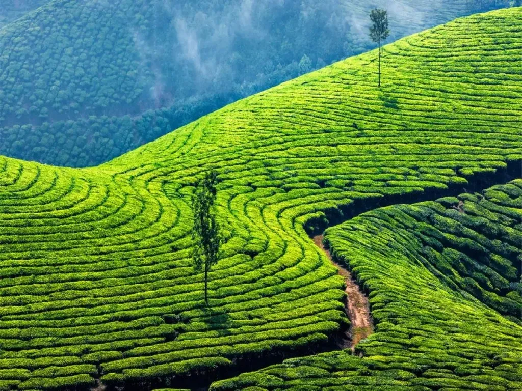 Greenery road trip in Munnar 