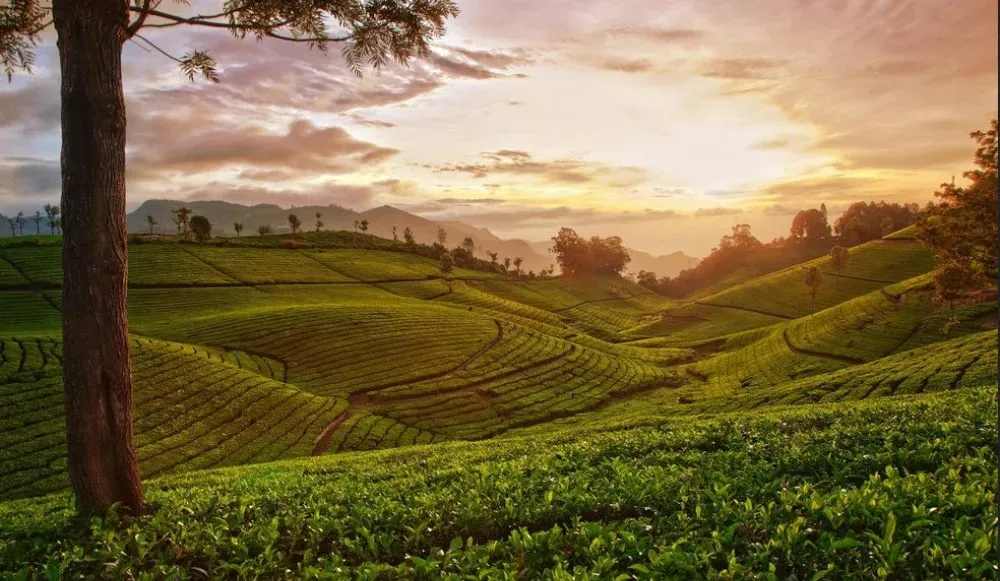 Ananthagiri Hills Weekend Getaway: Your Ultimate Travel Guide with Travloger