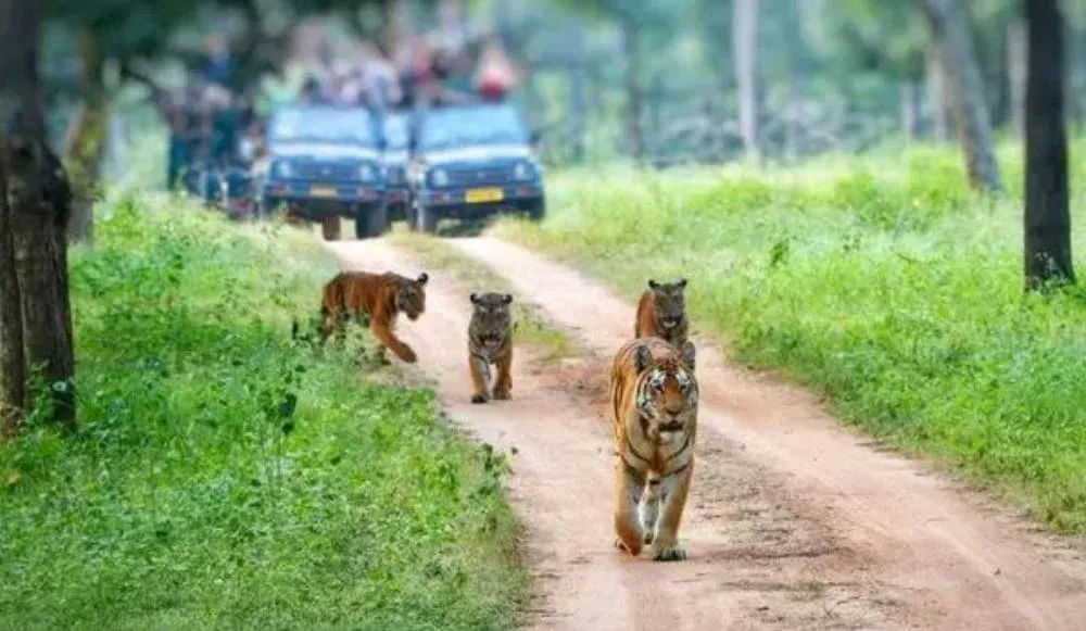 Tiger Reserve